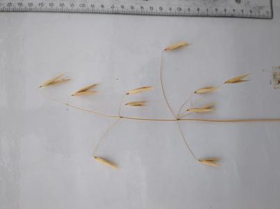 column PANICLE