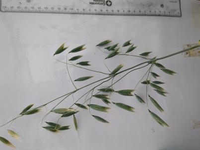 column PANICLE