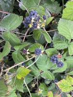 column FRUIT
