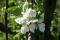column 