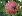 Click for 7 image(s) for this accession.