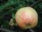 Click for 8 image(s) for this accession. PLANT