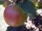 Click for 6 image(s) for this accession. PLANT