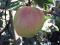 Click for 6 image(s) for this accession. PLANT