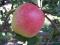 Click for 6 image(s) for this accession. PLANT