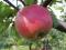 Click for 5 image(s) for this accession. PLANT