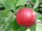 Click for 6 image(s) for this accession. PLANT