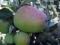 Click for 7 image(s) for this accession. PLANT