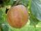 Click for 3 image(s) for this accession. PLANT