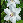 Click for 1 image(s) for this accession.