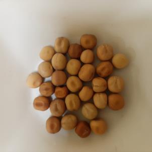 SEED