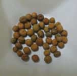 SEED