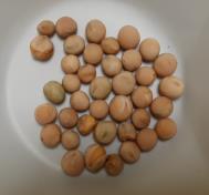 column SEED