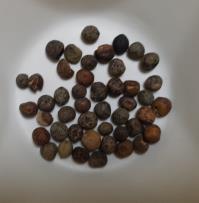 column SEED