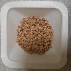 Click for 1 image(s) for this accession. SEED