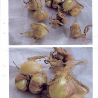 Click for 2 image(s) for this accession. Image
