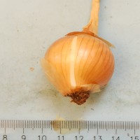 Click for 1 image(s) for this accession. Image