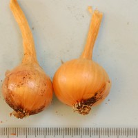 Click for 5 image(s) for this accession. Image