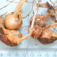 Click for 3 image(s) for this accession. Image