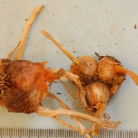 Click for 2 image(s) for this accession. Image