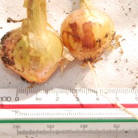 Click for 4 image(s) for this accession. Image