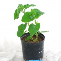 Click for 5 image(s) for this accession. Image