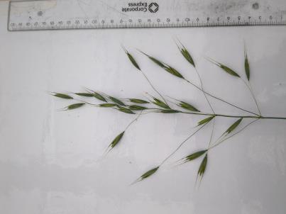 column PANICLE
