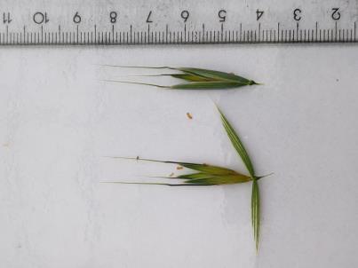 column Spikelet