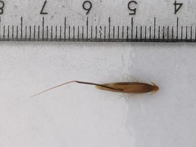 column Spikelet
