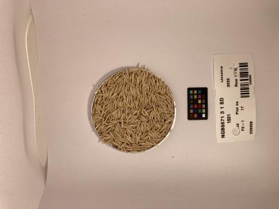 column SEED