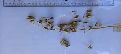 column Panicle