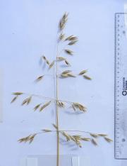 Panicle