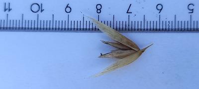 column Spikelet