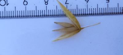 column Spikelet
