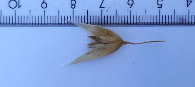 column Spikelet