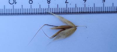 column Spikelet