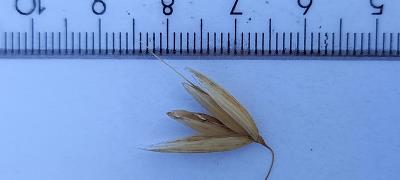 column Spikelet