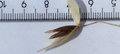 column Spikelet