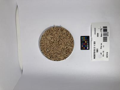 column SEED