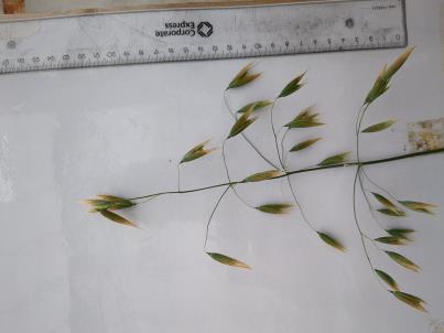 column PANICLE