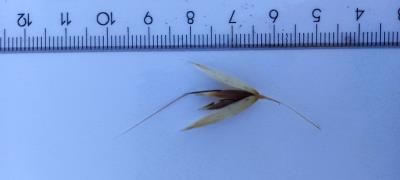column Spikelet