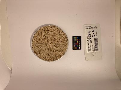 column SEED