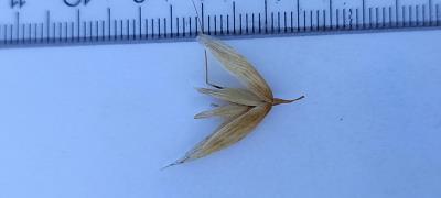 column Spikelet