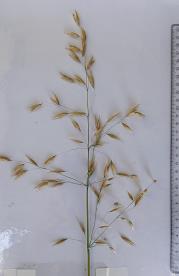 Panicle