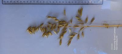 column Panicle
