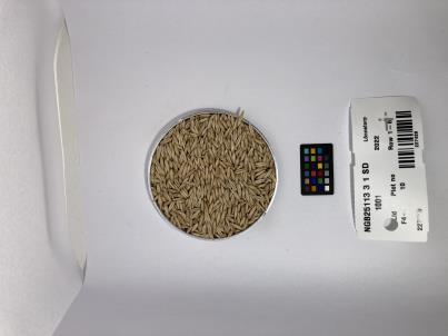 column SEED
