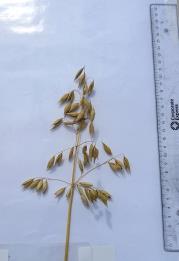 Click for 6 image(s) for this accession. Panicle
