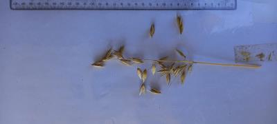column Panicle