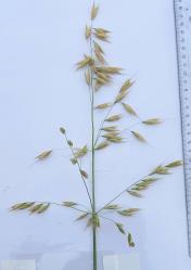 Panicle