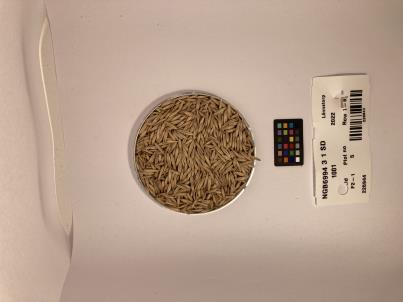 column SEED